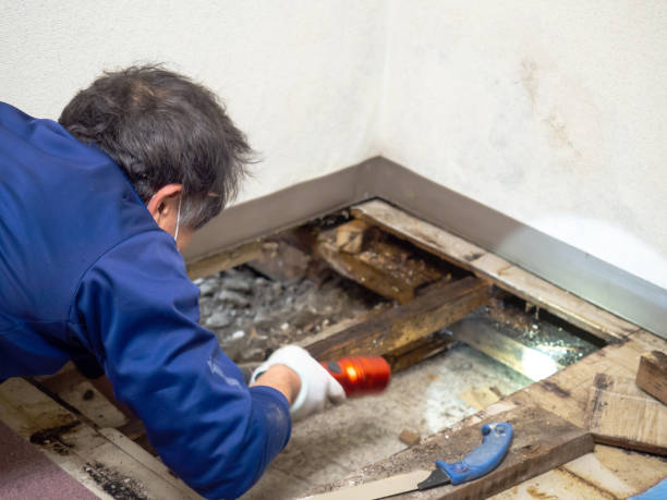 Best Crawl Space Mold Removal  in Plainview, TN