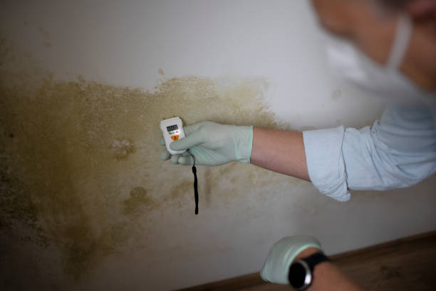 Best Mold Removal Process  in Plainview, TN