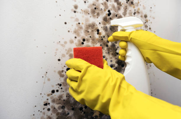 Best Home Mold Removal  in Plainview, TN