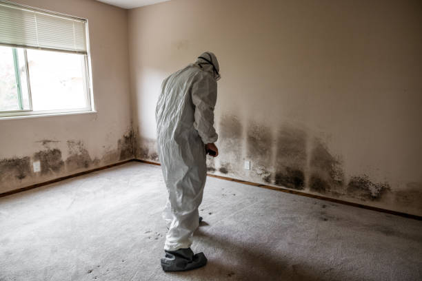 Mold Testing and Removal in Plainview, TN