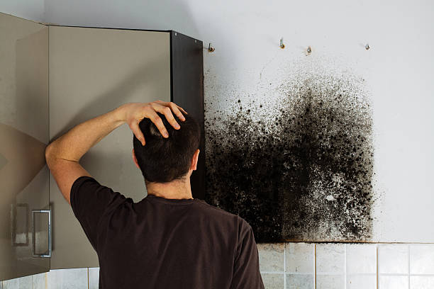 Best Home Mold Removal  in Plainview, TN